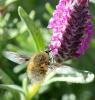 Bombylius sp.